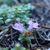 Thymus praecox