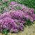 Form in bloom