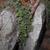Crevice garden