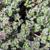 Thymus pseudolanuginosus