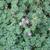 Wooly leaves