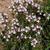 Thymus serpyllum