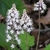 Erect racemes of small, white flowers with exserted stamens.
