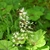 Erect racemes of small white flowers with exserted stamens.