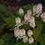 Erect racemes of white flower (pinkish in bud) above foliage