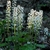 Erect racemes of small, white flowers above green foliage.