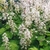 Mass planting with many erect racemes of white flowers.