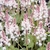 Erect racemes of pinkish-white flowers with exserted stamens.