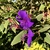 Flowers - Summer - Wake Co., NC