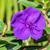 Tibouchina urvilleana