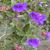 Tibouchina urvilleana