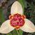 Tigridia pavonia