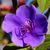 Tibouchina urvilleana