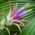 Close up of flower