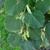 Tilia americana