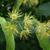  Tilia americana
