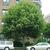 Tilia americana