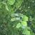 Tilia americana