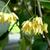 Tilia americana