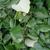 Tilia tomentosa