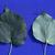 Tilia cordata
