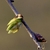 The terminal bud is bursting open . the outer bud scales at base