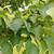 Tilia cordata