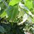 Tilia cordata