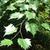 Leaves attached to stem in alternate arrangement