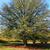 Mature Tree