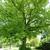 Mature Tree