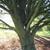 branch attachment