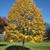 Tilia tomentosa