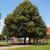 Tilia tomentosa