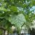 Tilia tomentosa