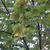 Tilia tomentosa