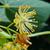 Close up of flower