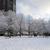 Deciduous trees