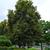 Mature Tree