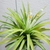 Small rosette with yellowish inner leaves & single white flower