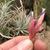 Close up of flower