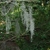 Tufts of hanging, gray, curly leaves and stems.