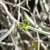 Small green flower among curling leaves and hanging stems.