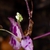 Flower Close-up (Wake County, NC)-Late Summer