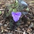 Flower and Leaves (Wake County, NC)