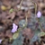 Stem and flower (Wake County, NC)-Mid Fall