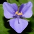 Flower detail