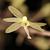 Flower front view