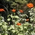 Form in bloom
