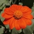 Flower detail